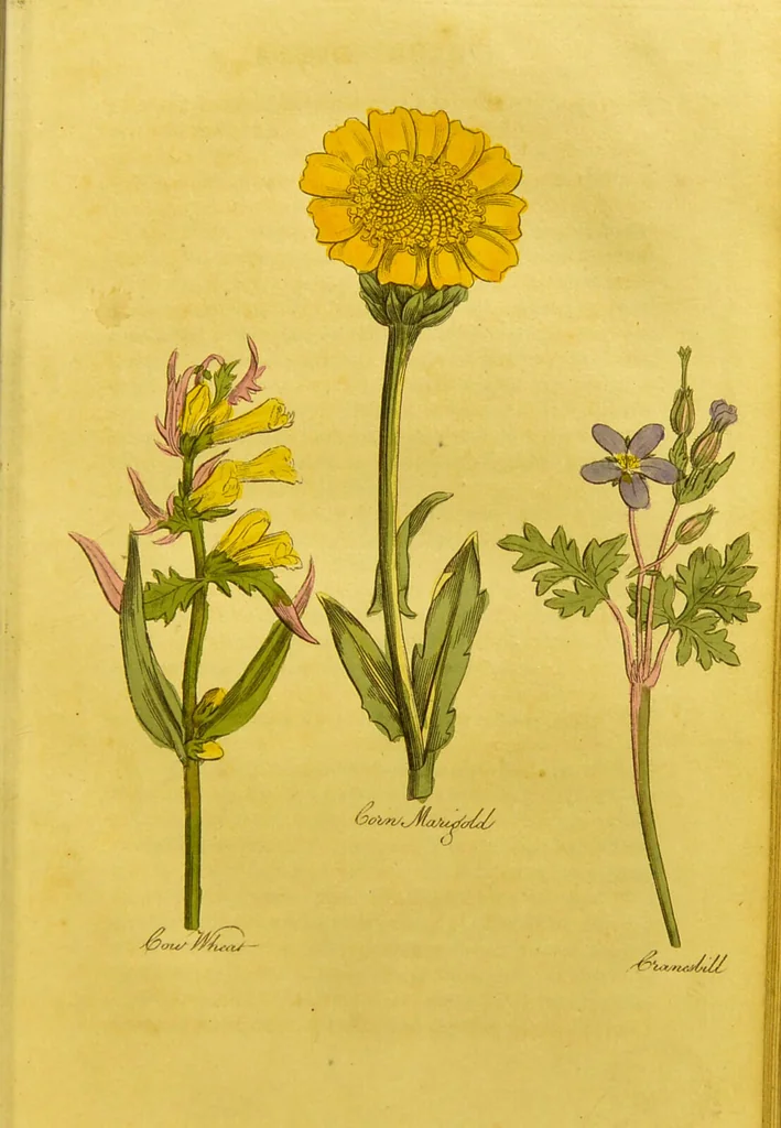 An illustration from The family herbal, or, An account of all those English plants, which are remarkable for their virtues, and of the drugs which are produced by vegetables of other countries; with their descriptions and their uses, as proved by experience ... / by Sir John Hill ... embellished with fifty-four coloured plates., 1812, leaf 165