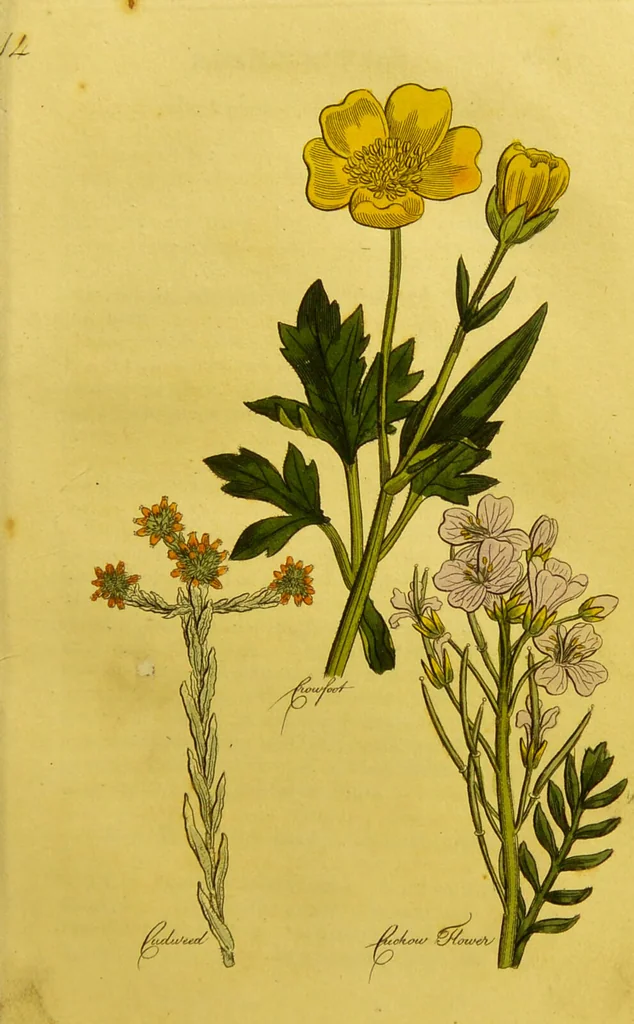 An illustration from The family herbal, or, An account of all those English plants, which are remarkable for their virtues, and of the drugs which are produced by vegetables of other countries; with their descriptions and their uses, as proved by experience ... / by Sir John Hill ... embellished with fifty-four coloured plates., 1812, leaf 179
