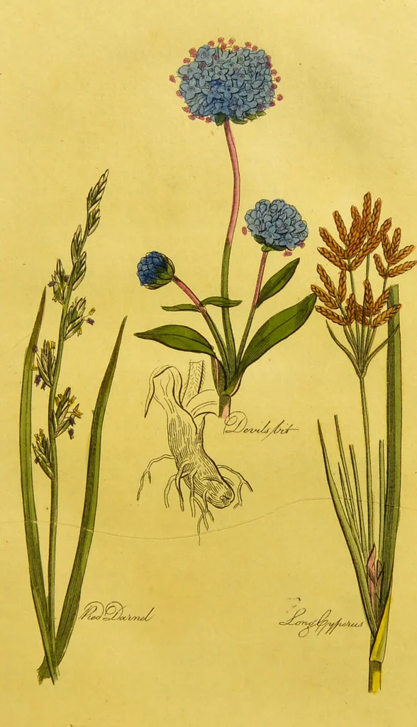 An illustration from The family herbal, or, An account of all those English plants, which are remarkable for their virtues, and of the drugs which are produced by vegetables of other countries; with their descriptions and their uses, as proved by experience ... / by Sir John Hill ... embellished with fifty-four coloured plates., 1812, leaf 185