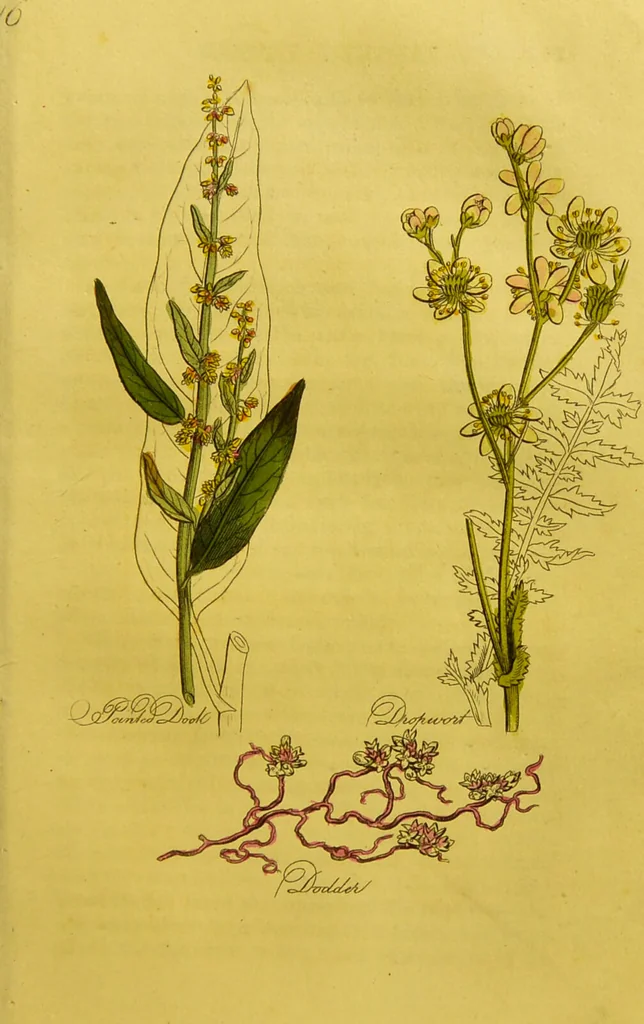 An illustration from The family herbal, or, An account of all those English plants, which are remarkable for their virtues, and of the drugs which are produced by vegetables of other countries; with their descriptions and their uses, as proved by experience ... / by Sir John Hill ... embellished with fifty-four coloured plates., 1812, leaf 199
