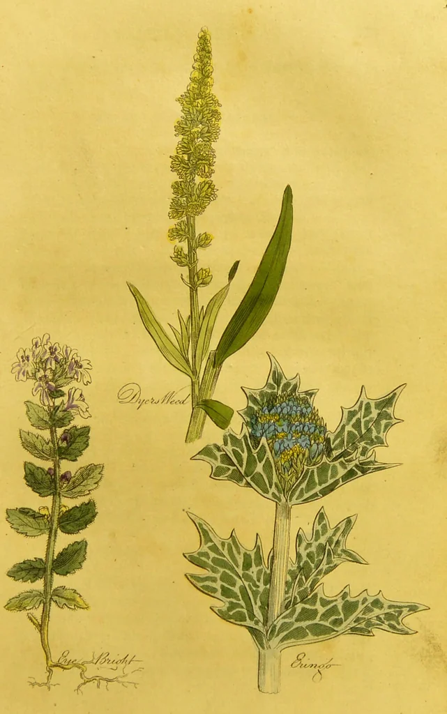 An illustration from The family herbal, or, An account of all those English plants, which are remarkable for their virtues, and of the drugs which are produced by vegetables of other countries; with their descriptions and their uses, as proved by experience ... / by Sir John Hill ... embellished with fifty-four coloured plates., 1812, leaf 207