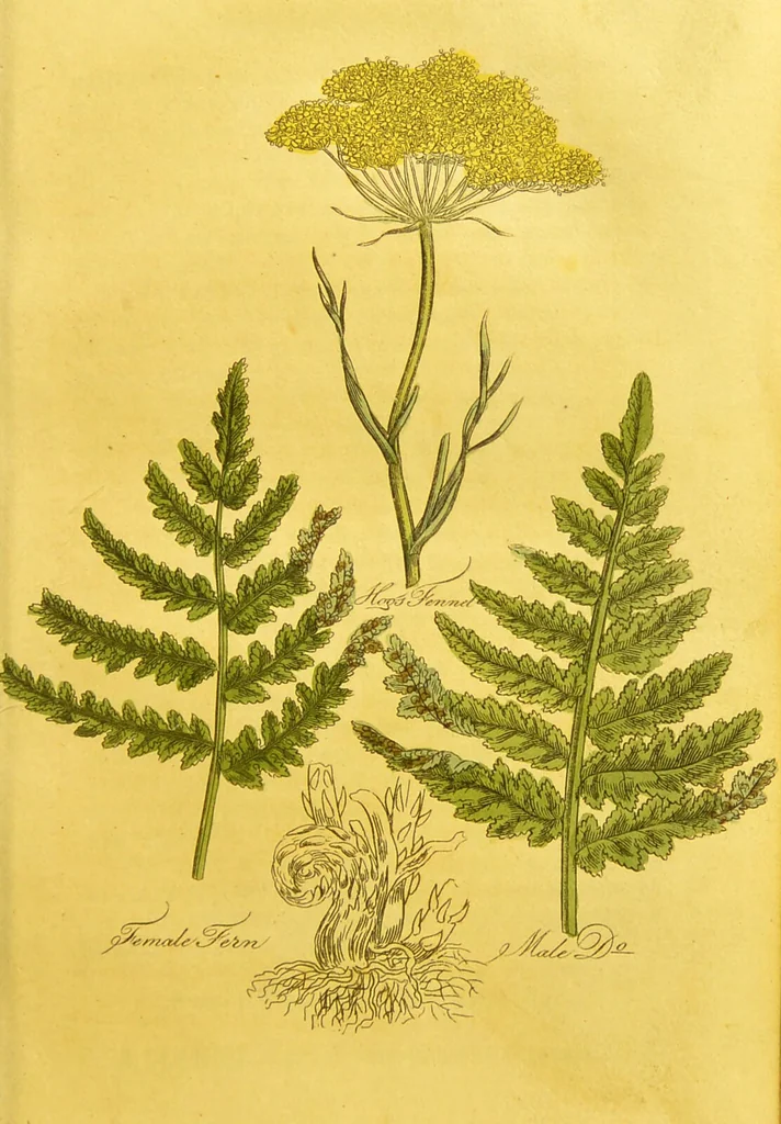 An illustration from The family herbal, or, An account of all those English plants, which are remarkable for their virtues, and of the drugs which are produced by vegetables of other countries; with their descriptions and their uses, as proved by experience ... / by Sir John Hill ... embellished with fifty-four coloured plates., 1812, leaf 215