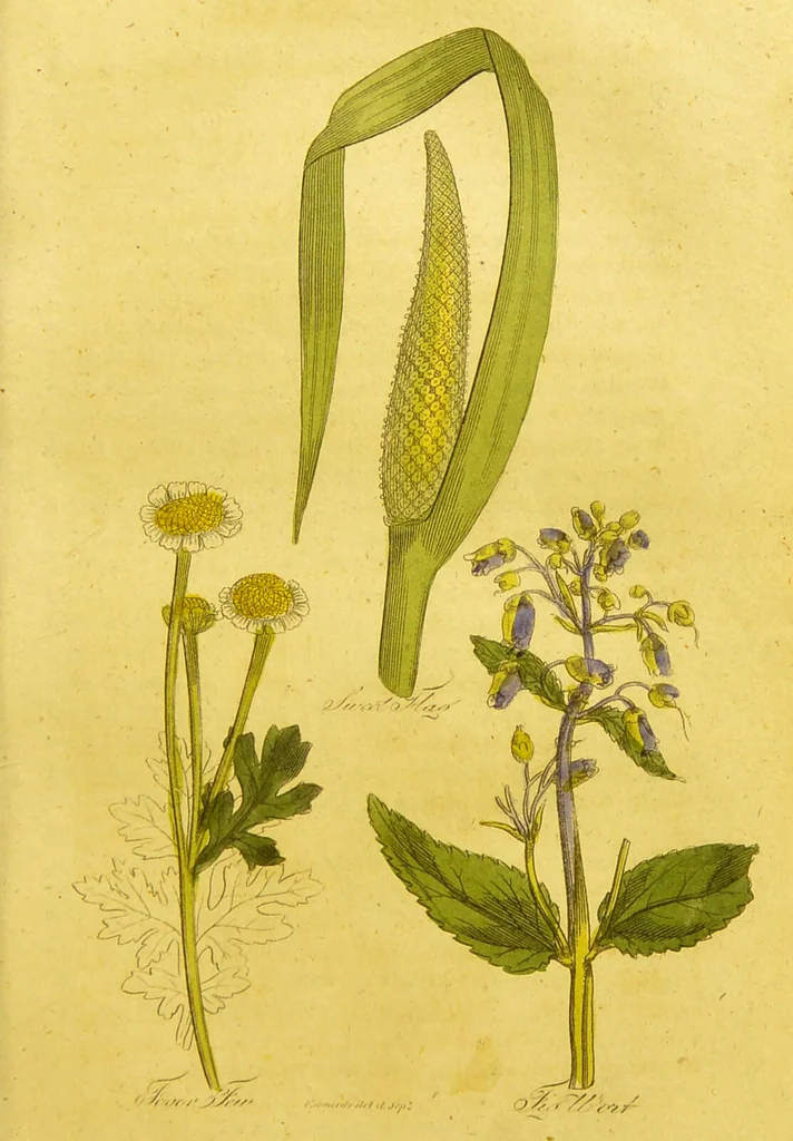 An illustration from The family herbal, or, An account of all those English plants, which are remarkable for their virtues, and of the drugs which are produced by vegetables of other countries; with their descriptions and their uses, as proved by experience ... / by Sir John Hill ... embellished with fifty-four coloured plates., 1812, leaf 223