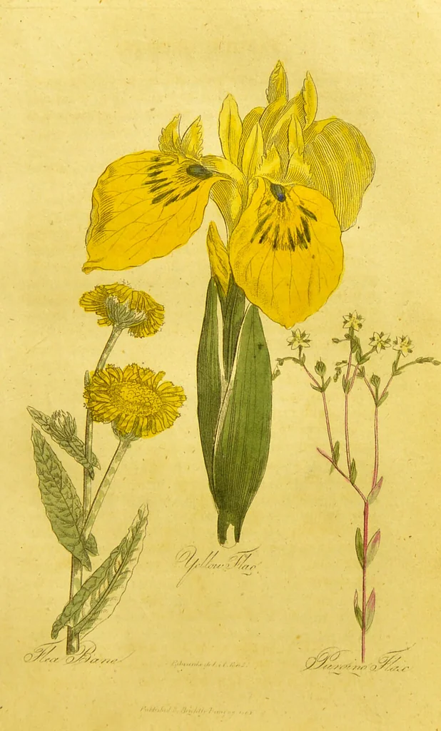 An illustration from The family herbal, or, An account of all those English plants, which are remarkable for their virtues, and of the drugs which are produced by vegetables of other countries; with their descriptions and their uses, as proved by experience ... / by Sir John Hill ... embellished with fifty-four coloured plates., 1812, leaf 229