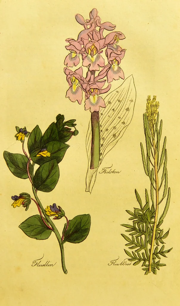 An illustration from The family herbal, or, An account of all those English plants, which are remarkable for their virtues, and of the drugs which are produced by vegetables of other countries; with their descriptions and their uses, as proved by experience ... / by Sir John Hill ... embellished with fifty-four coloured plates., 1812, leaf 233