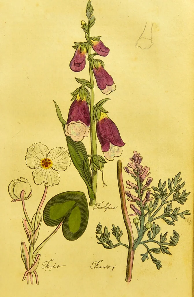 An illustration from The family herbal, or, An account of all those English plants, which are remarkable for their virtues, and of the drugs which are produced by vegetables of other countries; with their descriptions and their uses, as proved by experience ... / by Sir John Hill ... embellished with fifty-four coloured plates., 1812, leaf 239