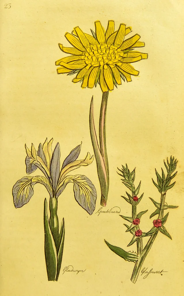 An illustration from The family herbal, or, An account of all those English plants, which are remarkable for their virtues, and of the drugs which are produced by vegetables of other countries; with their descriptions and their uses, as proved by experience ... / by Sir John Hill ... embellished with fifty-four coloured plates., 1812, leaf 247