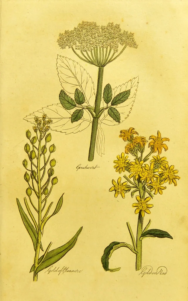 An illustration from The family herbal, or, An account of all those English plants, which are remarkable for their virtues, and of the drugs which are produced by vegetables of other countries; with their descriptions and their uses, as proved by experience ... / by Sir John Hill ... embellished with fifty-four coloured plates., 1812, leaf 253