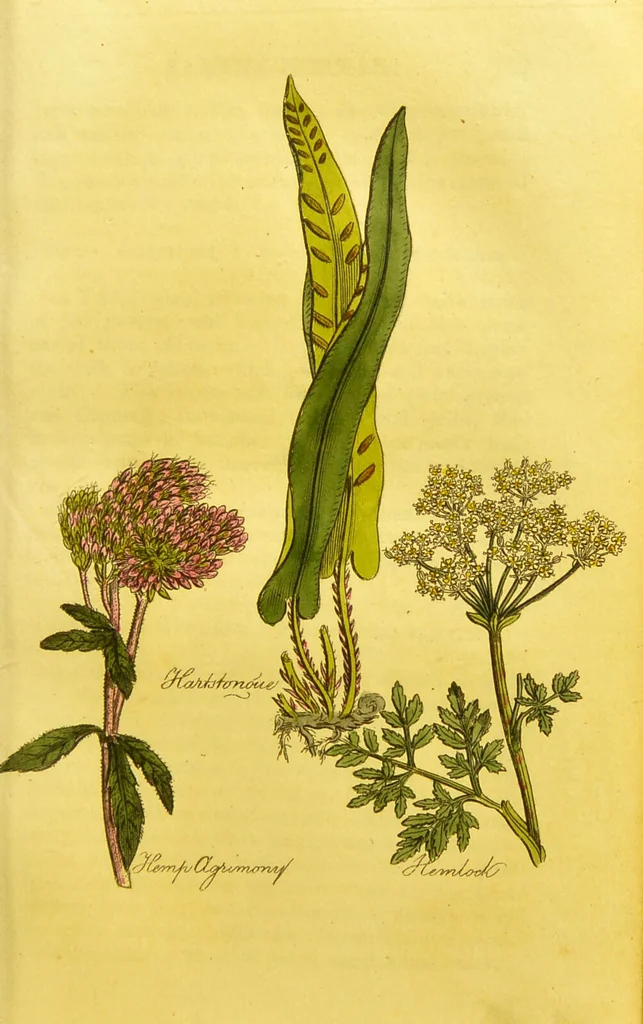An illustration from The family herbal, or, An account of all those English plants, which are remarkable for their virtues, and of the drugs which are produced by vegetables of other countries; with their descriptions and their uses, as proved by experience ... / by Sir John Hill ... embellished with fifty-four coloured plates., 1812, leaf 267