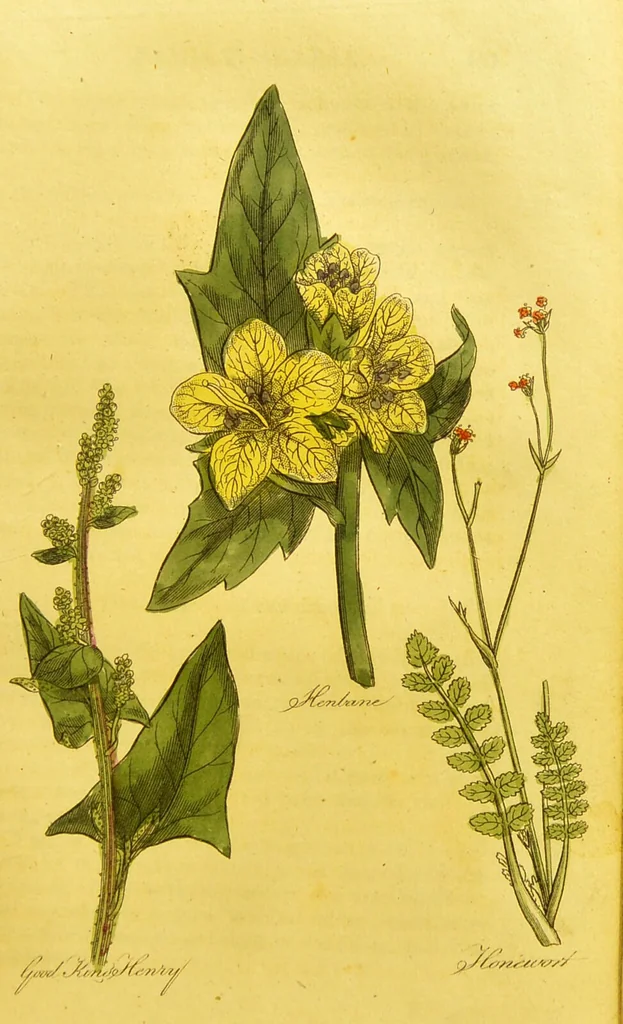 An illustration from The family herbal, or, An account of all those English plants, which are remarkable for their virtues, and of the drugs which are produced by vegetables of other countries; with their descriptions and their uses, as proved by experience ... / by Sir John Hill ... embellished with fifty-four coloured plates., 1812, leaf 271