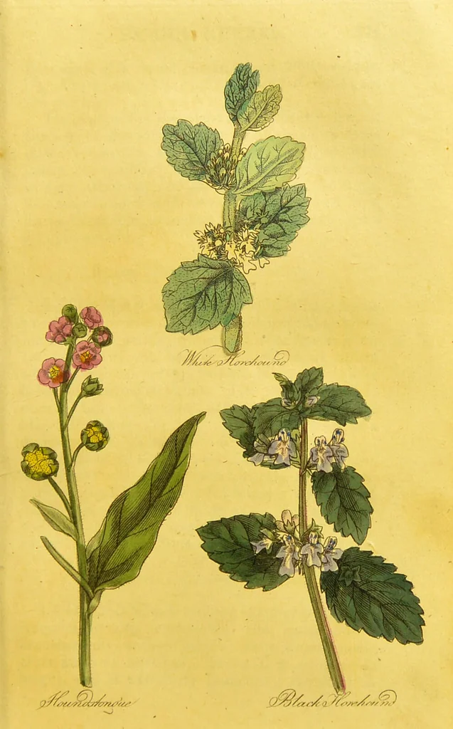 An illustration from The family herbal, or, An account of all those English plants, which are remarkable for their virtues, and of the drugs which are produced by vegetables of other countries; with their descriptions and their uses, as proved by experience ... / by Sir John Hill ... embellished with fifty-four coloured plates., 1812, leaf 277
