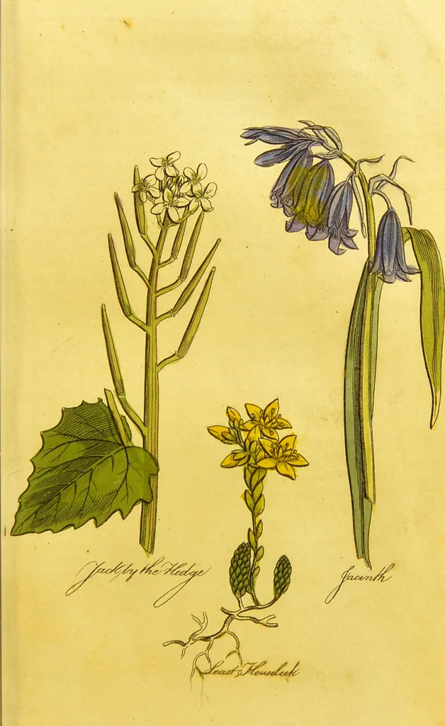 An illustration from The family herbal, or, An account of all those English plants, which are remarkable for their virtues, and of the drugs which are produced by vegetables of other countries; with their descriptions and their uses, as proved by experience ... / by Sir John Hill ... embellished with fifty-four coloured plates., 1812, leaf 285
