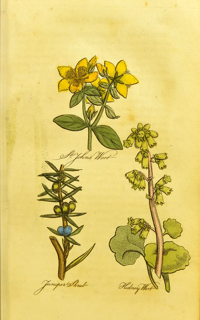 An illustration from The family herbal, or, An account of all those English plants, which are remarkable for their virtues, and of the drugs which are produced by vegetables of other countries; with their descriptions and their uses, as proved by experience ... / by Sir John Hill ... embellished with fifty-four coloured plates., 1812, leaf 293
