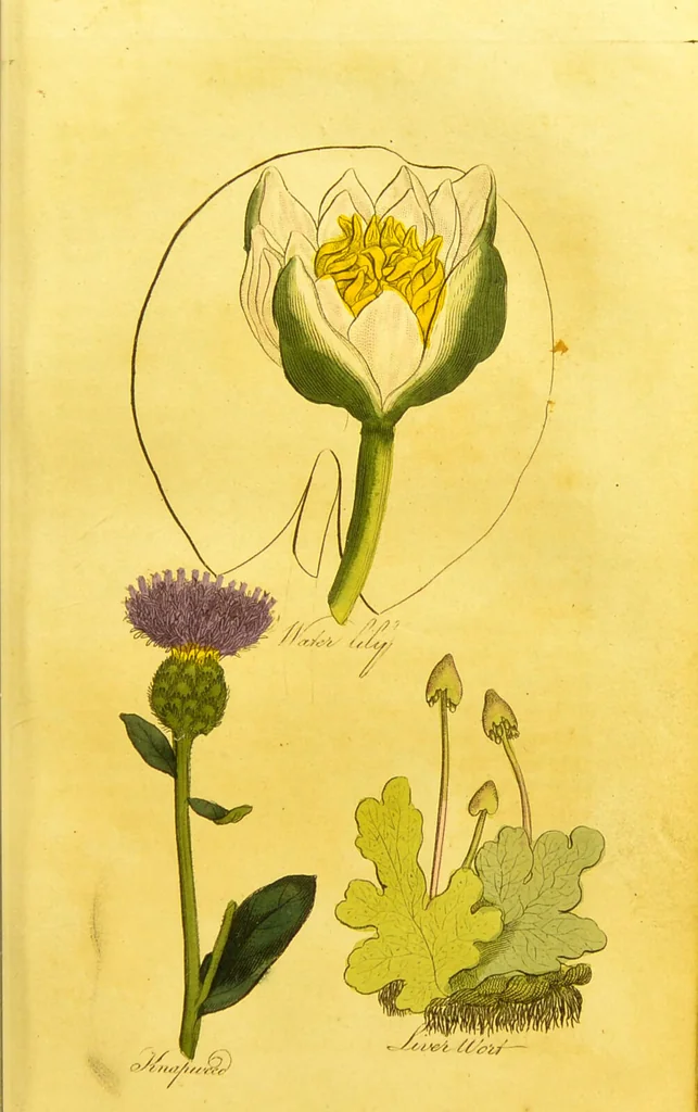 An illustration from The family herbal, or, An account of all those English plants, which are remarkable for their virtues, and of the drugs which are produced by vegetables of other countries; with their descriptions and their uses, as proved by experience ... / by Sir John Hill ... embellished with fifty-four coloured plates., 1812, leaf 299