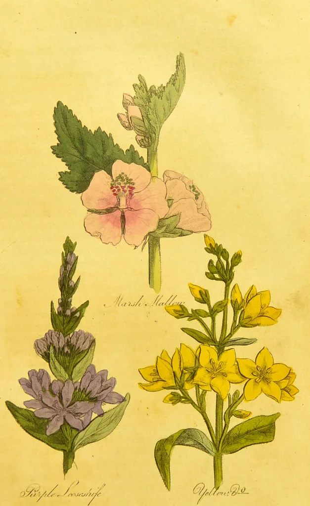 An illustration from The family herbal, or, An account of all those English plants, which are remarkable for their virtues, and of the drugs which are produced by vegetables of other countries; with their descriptions and their uses, as proved by experience ... / by Sir John Hill ... embellished with fifty-four coloured plates., 1812, leaf 319