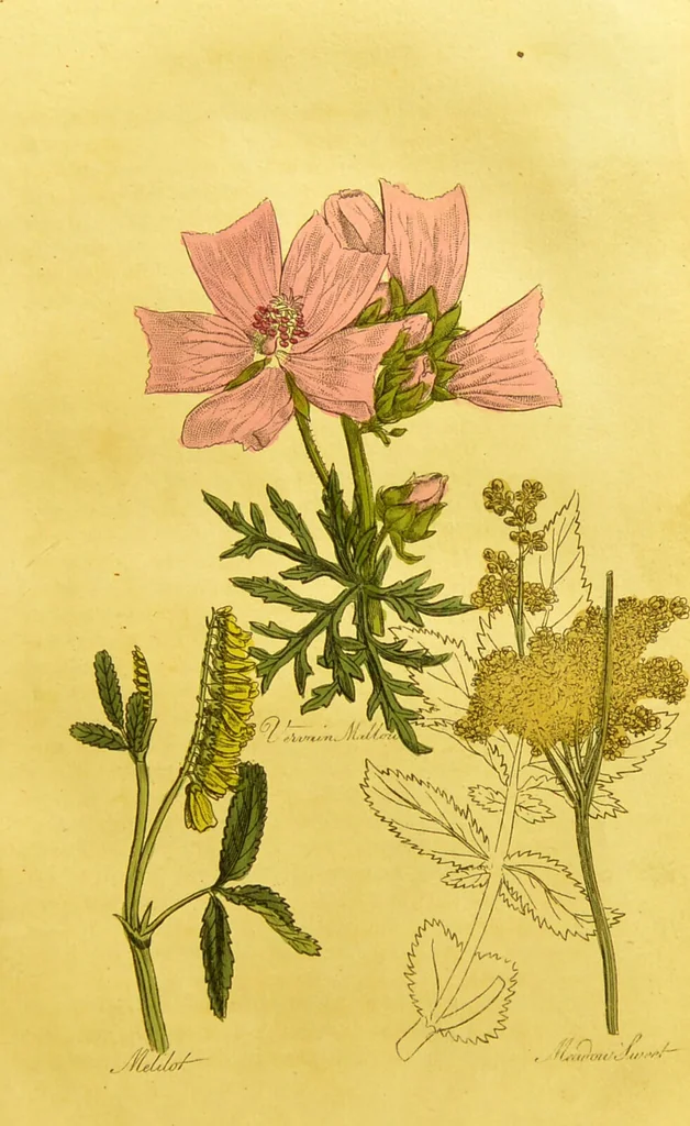 An illustration from The family herbal, or, An account of all those English plants, which are remarkable for their virtues, and of the drugs which are produced by vegetables of other countries; with their descriptions and their uses, as proved by experience ... / by Sir John Hill ... embellished with fifty-four coloured plates., 1812, leaf 329