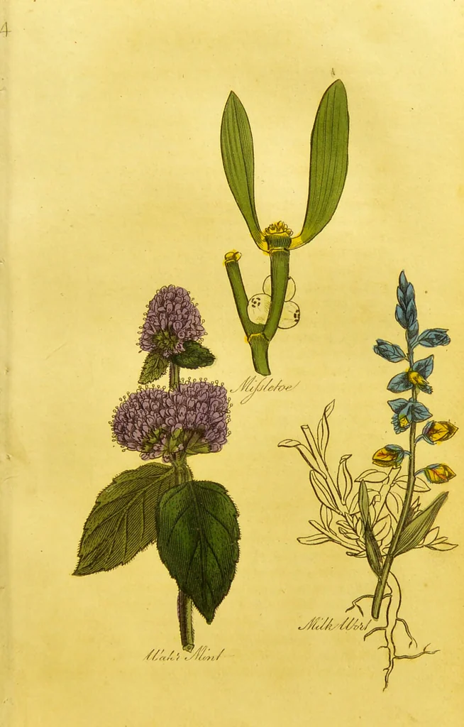 An illustration from The family herbal, or, An account of all those English plants, which are remarkable for their virtues, and of the drugs which are produced by vegetables of other countries; with their descriptions and their uses, as proved by experience ... / by Sir John Hill ... embellished with fifty-four coloured plates., 1812, leaf 345