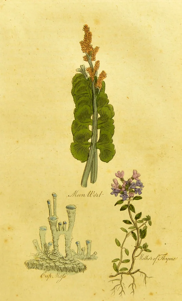 An illustration from The family herbal, or, An account of all those English plants, which are remarkable for their virtues, and of the drugs which are produced by vegetables of other countries; with their descriptions and their uses, as proved by experience ... / by Sir John Hill ... embellished with fifty-four coloured plates., 1812, leaf 353