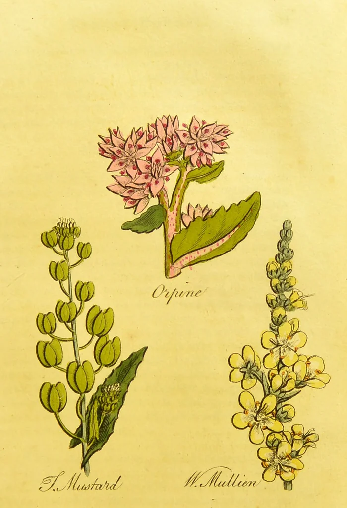 An illustration from The family herbal, or, An account of all those English plants, which are remarkable for their virtues, and of the drugs which are produced by vegetables of other countries; with their descriptions and their uses, as proved by experience ... / by Sir John Hill ... embellished with fifty-four coloured plates., 1812, leaf 363