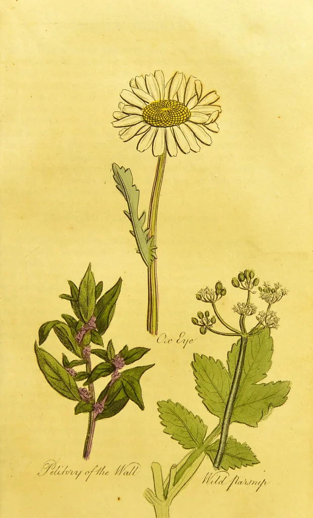 An illustration from The family herbal, or, An account of all those English plants, which are remarkable for their virtues, and of the drugs which are produced by vegetables of other countries; with their descriptions and their uses, as proved by experience ... / by Sir John Hill ... embellished with fifty-four coloured plates., 1812, leaf 383
