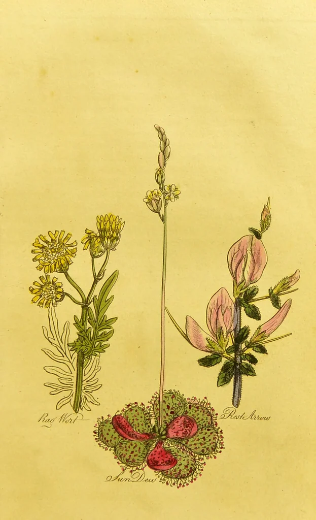 An illustration from The family herbal, or, An account of all those English plants, which are remarkable for their virtues, and of the drugs which are produced by vegetables of other countries; with their descriptions and their uses, as proved by experience ... / by Sir John Hill ... embellished with fifty-four coloured plates., 1812, leaf 409