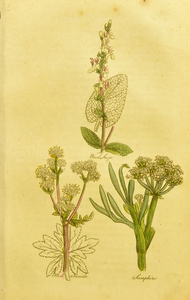 An illustration from The family herbal, or, An account of all those English plants, which are remarkable for their virtues, and of the drugs which are produced by vegetables of other countries; with their descriptions and their uses, as proved by experience ... / by Sir John Hill ... embellished with fifty-four coloured plates., 1812, leaf 429