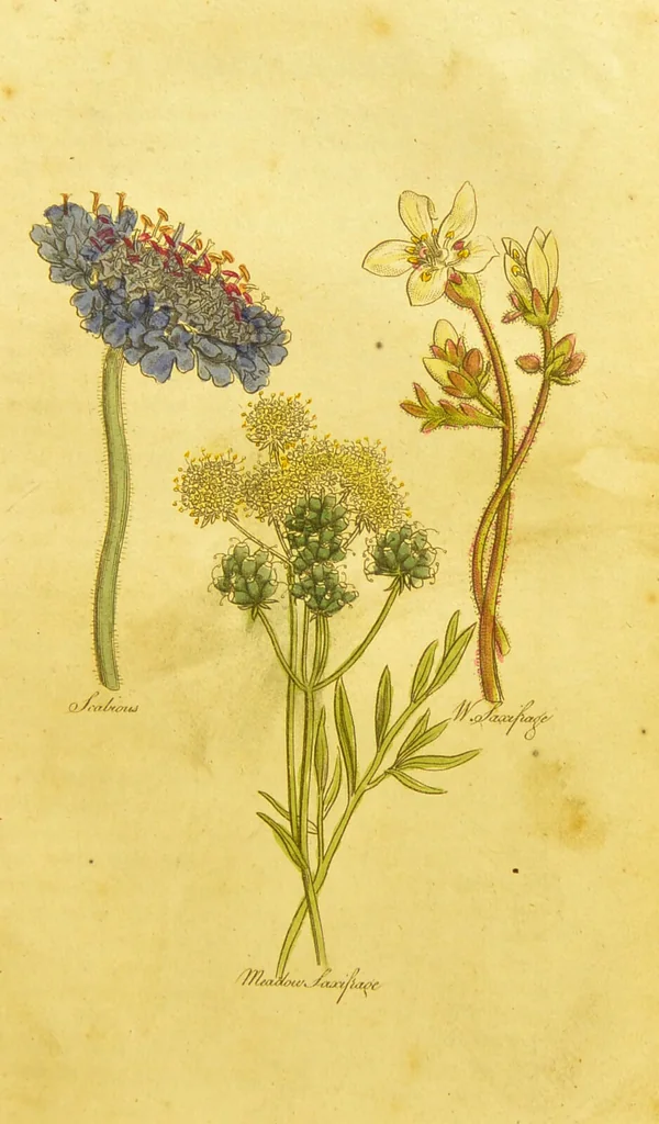 An illustration from The family herbal, or, An account of all those English plants, which are remarkable for their virtues, and of the drugs which are produced by vegetables of other countries; with their descriptions and their uses, as proved by experience ... / by Sir John Hill ... embellished with fifty-four coloured plates., 1812, leaf 437