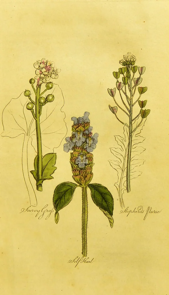 An illustration from The family herbal, or, An account of all those English plants, which are remarkable for their virtues, and of the drugs which are produced by vegetables of other countries; with their descriptions and their uses, as proved by experience ... / by Sir John Hill ... embellished with fifty-four coloured plates., 1812, leaf 441