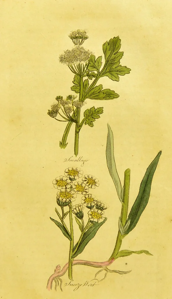 An illustration from The family herbal, or, An account of all those English plants, which are remarkable for their virtues, and of the drugs which are produced by vegetables of other countries; with their descriptions and their uses, as proved by experience ... / by Sir John Hill ... embellished with fifty-four coloured plates., 1812, leaf 447