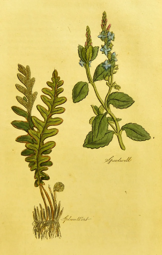 An illustration from The family herbal, or, An account of all those English plants, which are remarkable for their virtues, and of the drugs which are produced by vegetables of other countries; with their descriptions and their uses, as proved by experience ... / by Sir John Hill ... embellished with fifty-four coloured plates., 1812, leaf 459
