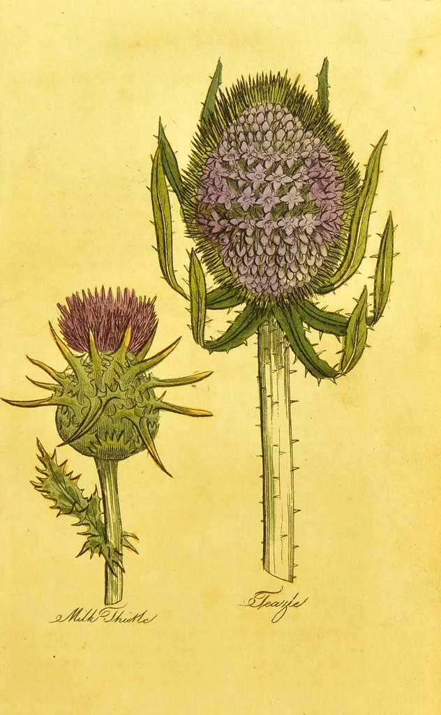 An illustration from The family herbal, or, An account of all those English plants, which are remarkable for their virtues, and of the drugs which are produced by vegetables of other countries; with their descriptions and their uses, as proved by experience ... / by Sir John Hill ... embellished with fifty-four coloured plates., 1812, leaf 483