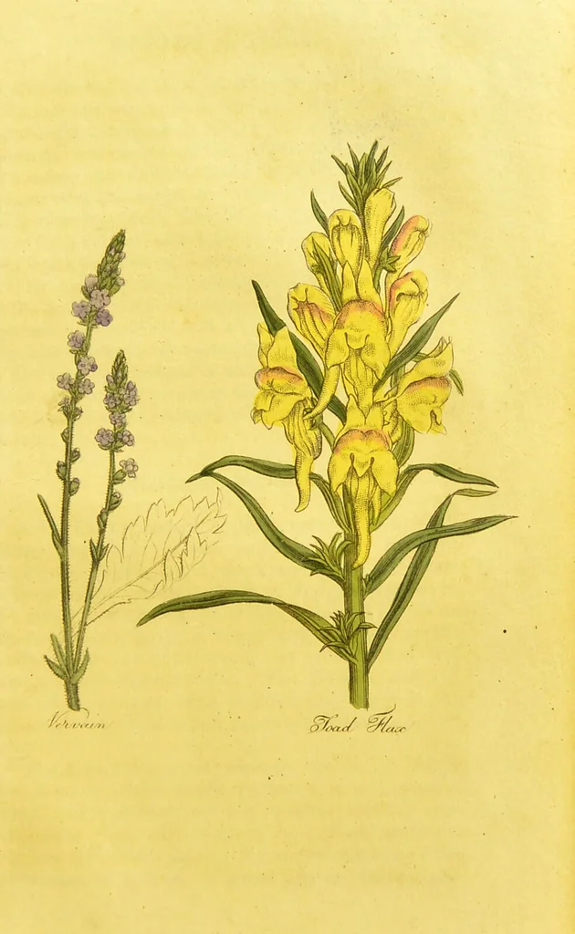 An illustration from The family herbal, or, An account of all those English plants, which are remarkable for their virtues, and of the drugs which are produced by vegetables of other countries; with their descriptions and their uses, as proved by experience ... / by Sir John Hill ... embellished with fifty-four coloured plates., 1812, leaf 489