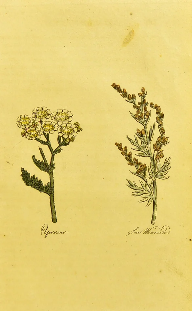 An illustration from The family herbal, or, An account of all those English plants, which are remarkable for their virtues, and of the drugs which are produced by vegetables of other countries; with their descriptions and their uses, as proved by experience ... / by Sir John Hill ... embellished with fifty-four coloured plates., 1812, leaf 523