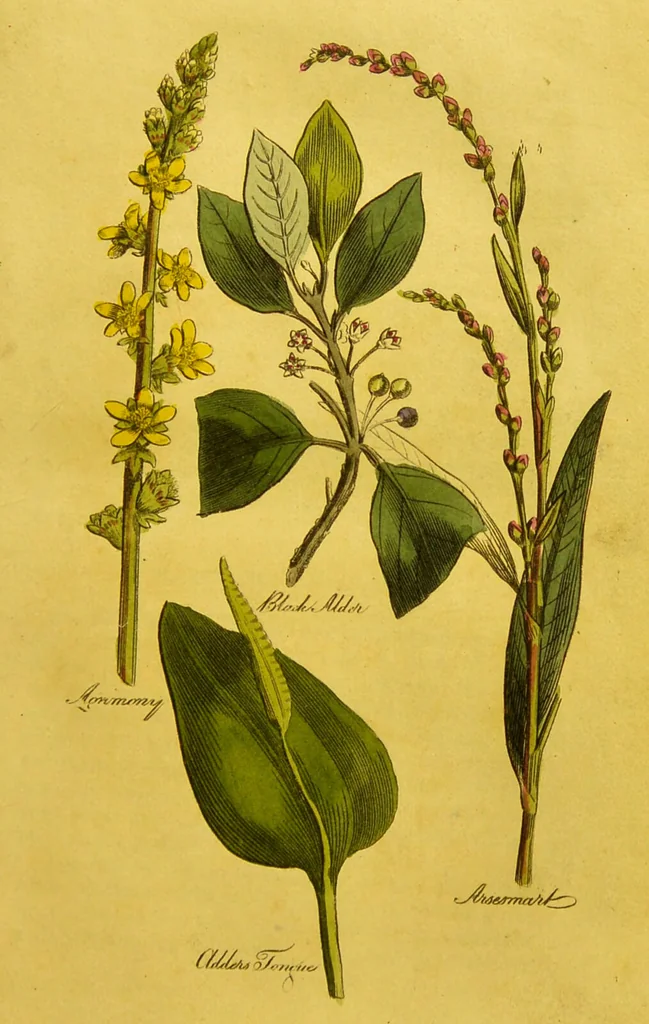 An illustration from The family herbal, or, An account of all those English plants, which are remarkable for their virtues, and of the drugs which are produced by vegetables of other countries; with their descriptions and their uses, as proved by experience ... / by Sir John Hill ... embellished with fifty-four coloured plates., 1812, leaf 57