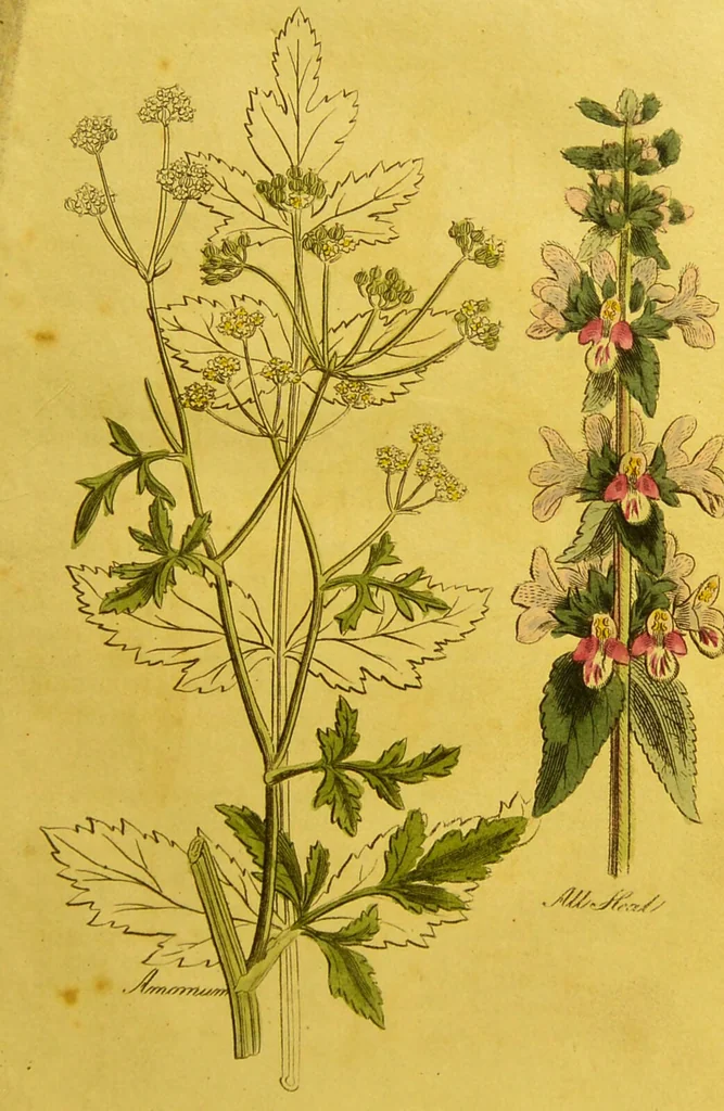 An illustration from The family herbal, or, An account of all those English plants, which are remarkable for their virtues, and of the drugs which are produced by vegetables of other countries; with their descriptions and their uses, as proved by experience ... / by Sir John Hill ... embellished with fifty-four coloured plates., 1812, leaf 61