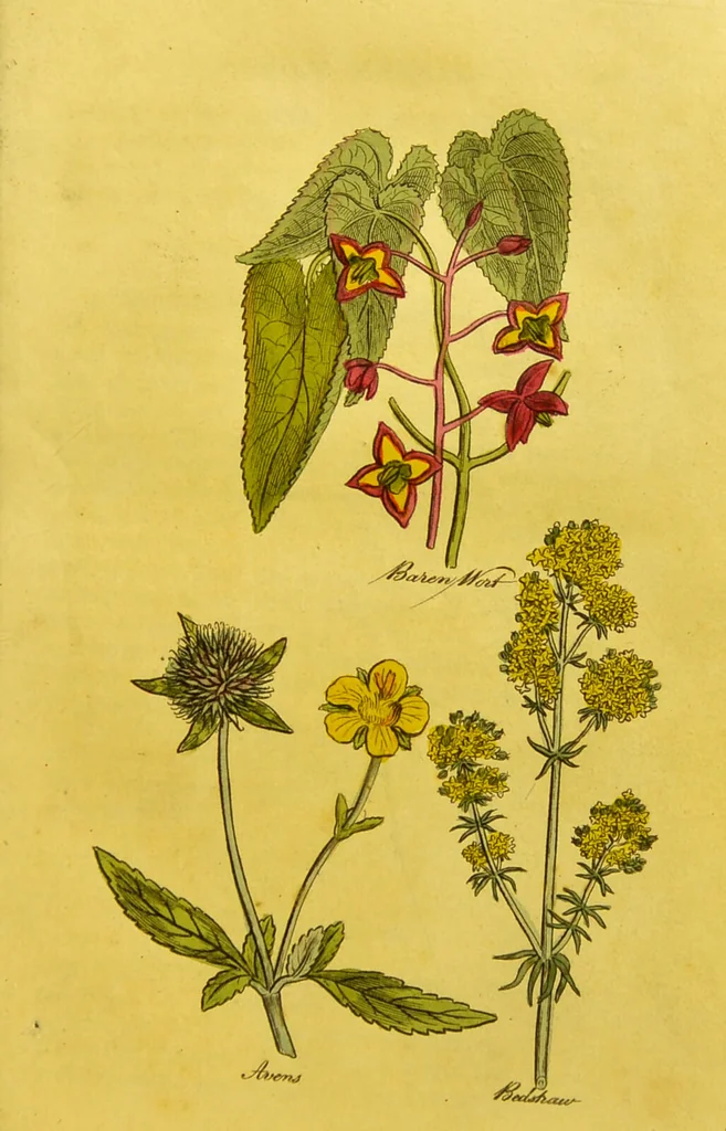 An illustration from The family herbal, or, An account of all those English plants, which are remarkable for their virtues, and of the drugs which are produced by vegetables of other countries; with their descriptions and their uses, as proved by experience ... / by Sir John Hill ... embellished with fifty-four coloured plates., 1812, leaf 77