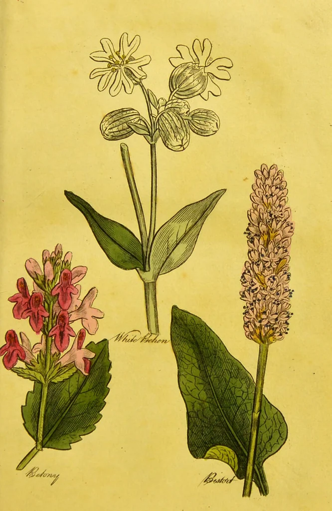 An illustration from The family herbal, or, An account of all those English plants, which are remarkable for their virtues, and of the drugs which are produced by vegetables of other countries; with their descriptions and their uses, as proved by experience ... / by Sir John Hill ... embellished with fifty-four coloured plates., 1812, leaf 93