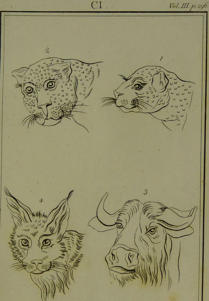 An illustration from Essays on physiognomy : for the promotion of the knowledge and the love of mankind / written in the German language by John Caspar Lavater ; and translated into English by Thomas Holcroft., 1804, leaf 105