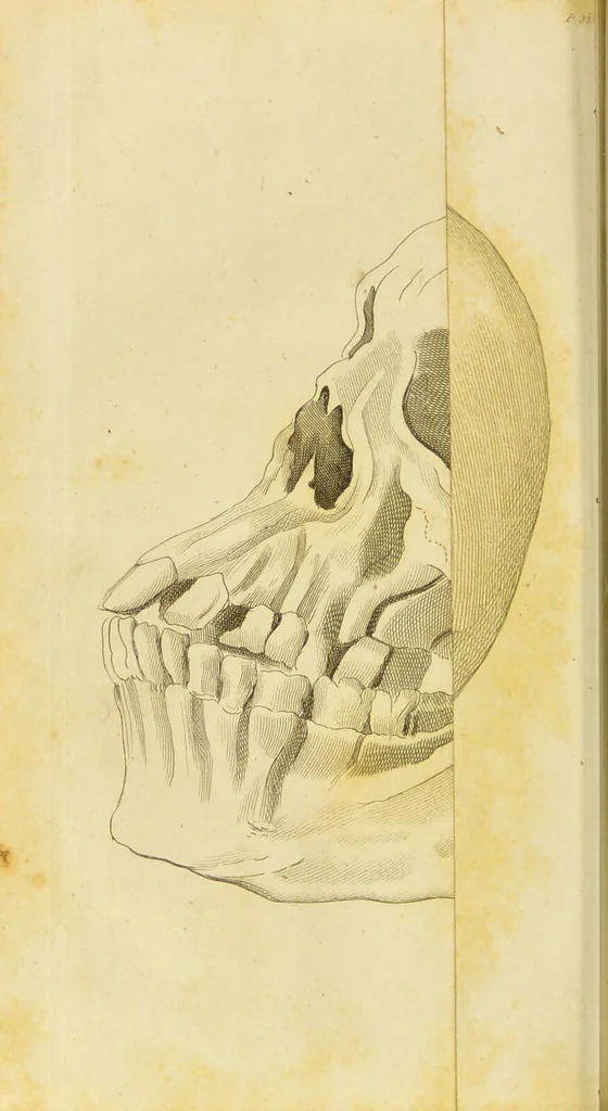 An illustration from Lectures on physiology, zoology, and the natural history of man : delivered at the Royal college of surgeons / by W. Lawrence., 1822, leaf 360