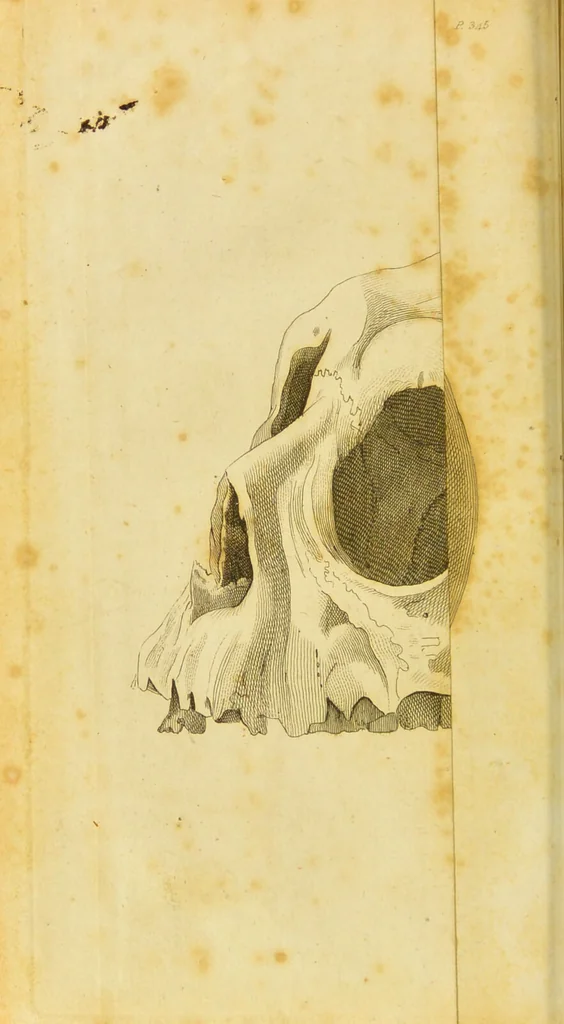 An illustration from Lectures on physiology, zoology, and the natural history of man : delivered at the Royal college of surgeons / by W. Lawrence., 1822, leaf 378