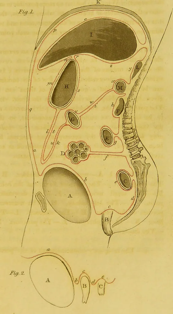 An illustration from Outlines of medico-chirurgical science ; containing remarks on medical education, and illustrations of the application of anatomy, physiology, and pathology, to the principal practical points of medicine and surgery. With coloured plates / [by] Thomas Turner., 1827, leaf 307