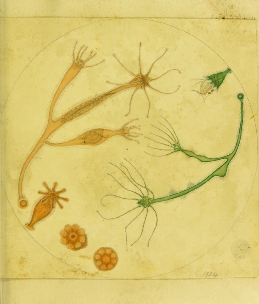 An illustration from Original microscopic drawings made between the years 1824 and 1840 mostly published in works by Dr. Goring & A. Pritchard [graphic]., 1824, leaf 11