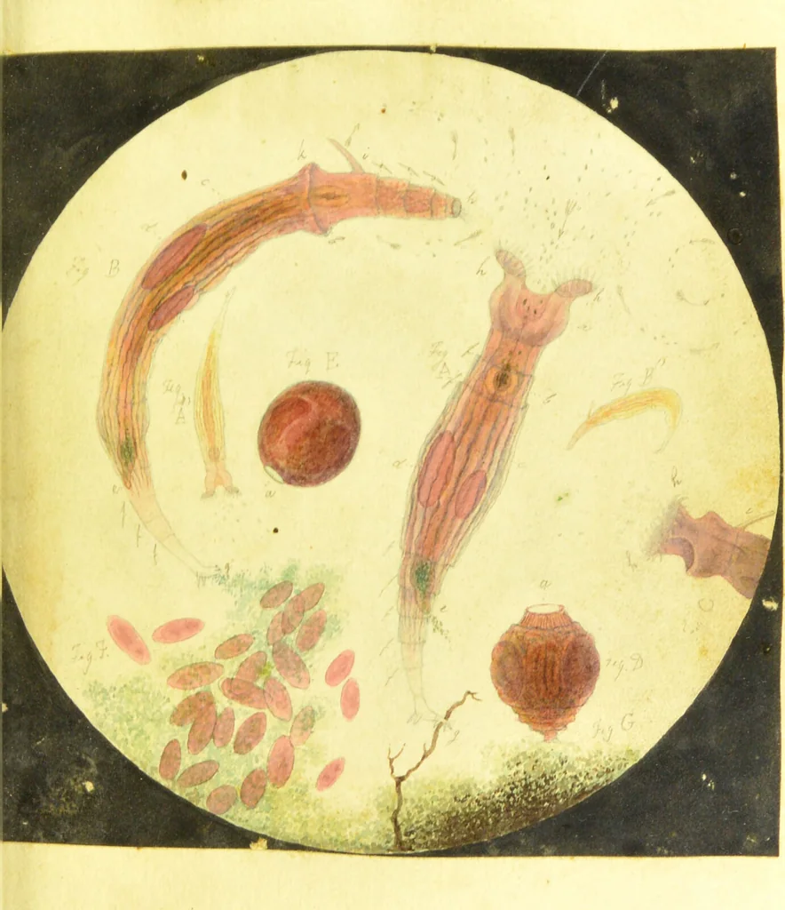 An illustration from Original microscopic drawings made between the years 1824 and 1840 mostly published in works by Dr. Goring & A. Pritchard [graphic]., 1824, leaf 15