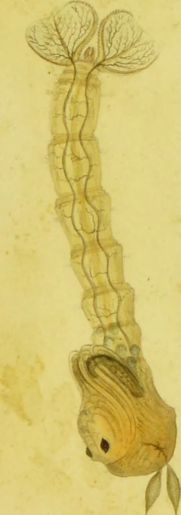 An illustration from Original microscopic drawings made between the years 1824 and 1840 mostly published in works by Dr. Goring & A. Pritchard [graphic]., 1824, leaf 23