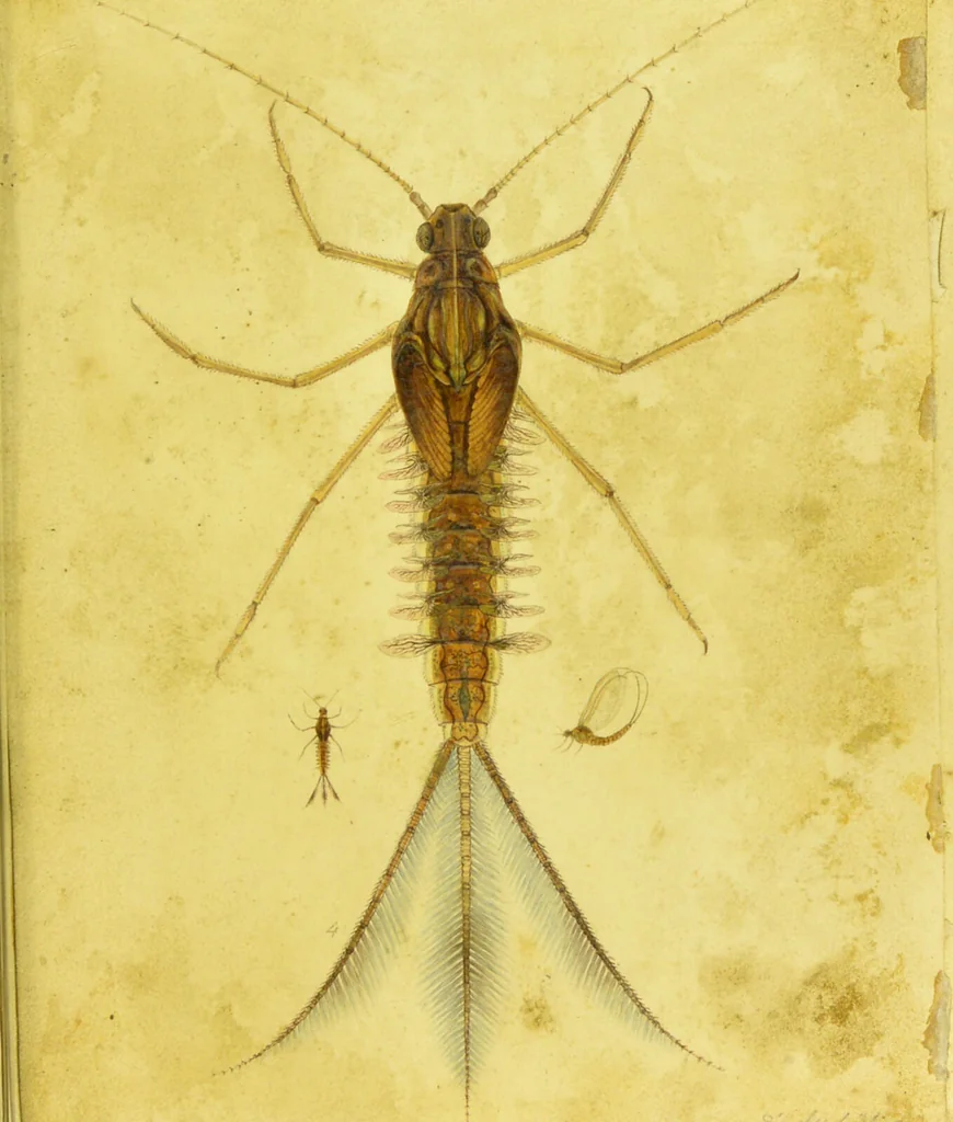 An illustration from Original microscopic drawings made between the years 1824 and 1840 mostly published in works by Dr. Goring & A. Pritchard [graphic]., 1824, leaf 27