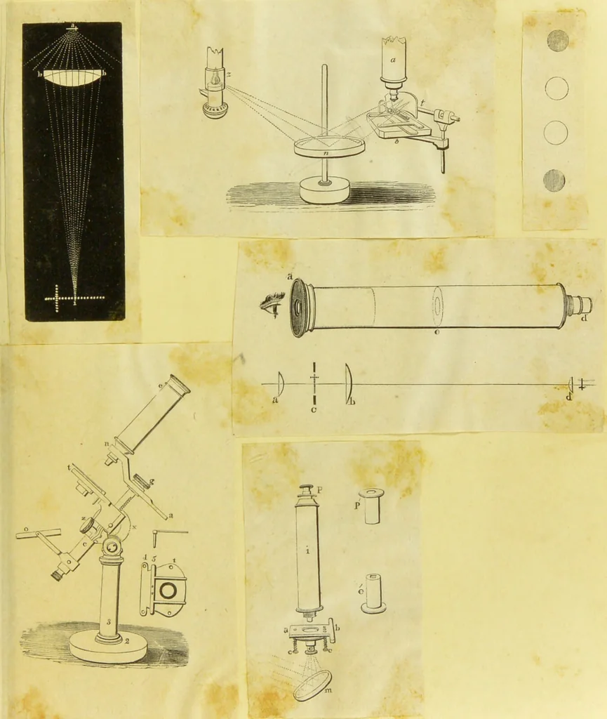 An illustration from Original microscopic drawings made between the years 1824 and 1840 mostly published in works by Dr. Goring & A. Pritchard [graphic]., 1824, leaf 33