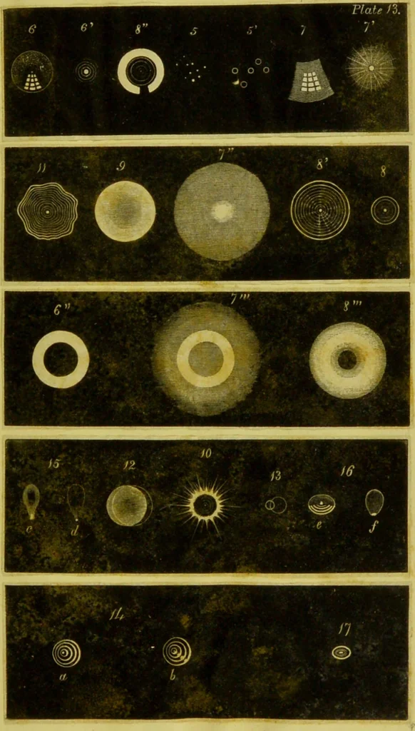 An illustration from Original microscopic drawings made between the years 1824 and 1840 mostly published in works by Dr. Goring & A. Pritchard [graphic]., 1824, leaf 37