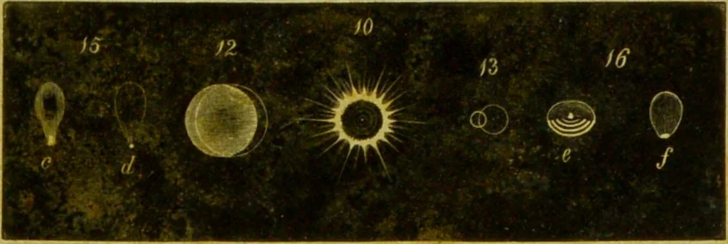 An illustration from Original microscopic drawings made between the years 1824 and 1840 mostly published in works by Dr. Goring & A. Pritchard [graphic]., 1824, leaf 37