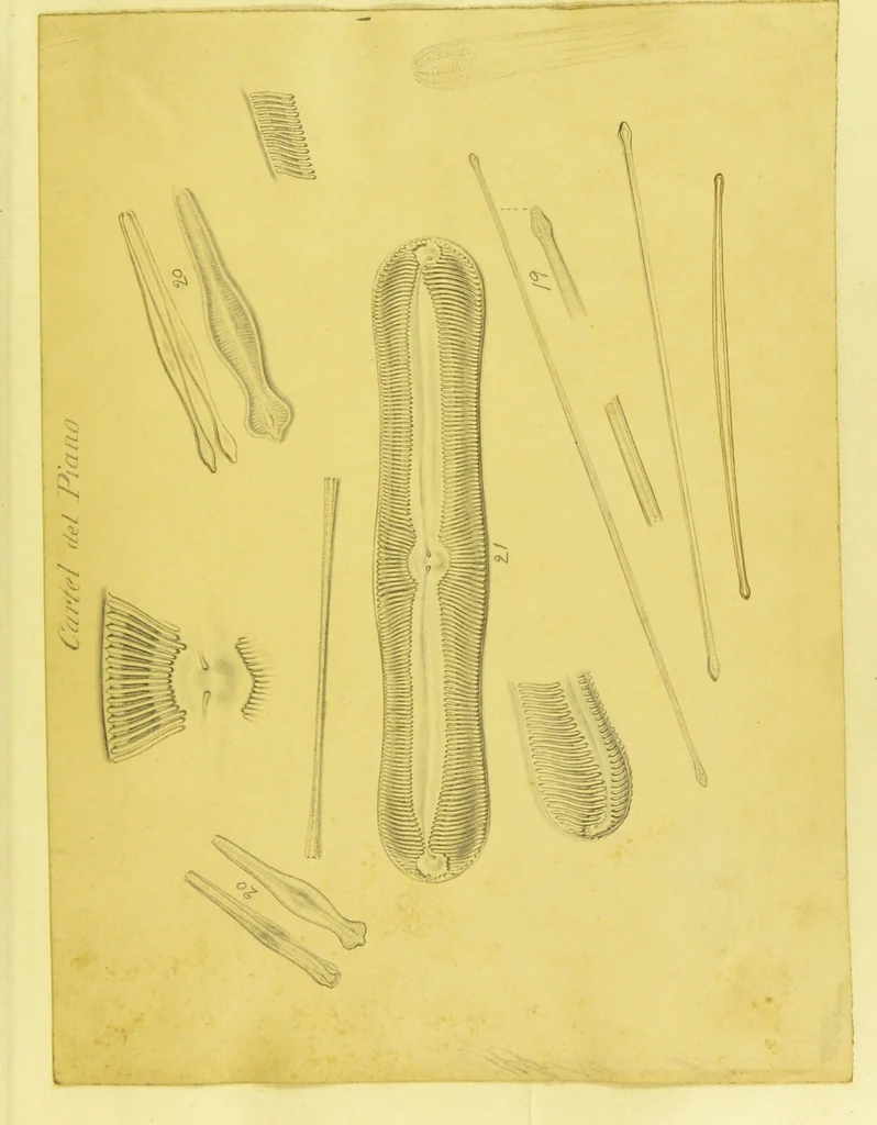 An illustration from Original microscopic drawings made between the years 1824 and 1840 mostly published in works by Dr. Goring & A. Pritchard [graphic]., 1824, leaf 59