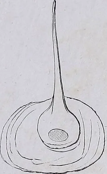 An illustration from Original microscopic drawings made between the years 1824 and 1840 mostly published in works by Dr. Goring & A. Pritchard [graphic]., 1824, leaf 86